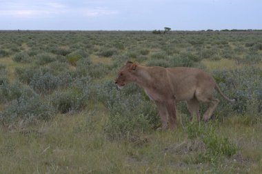 Savanadaki vahşi aslanlar