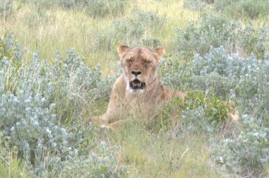 Kenya savanındaki aslan