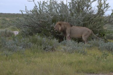 lion in the savannah in the north of the