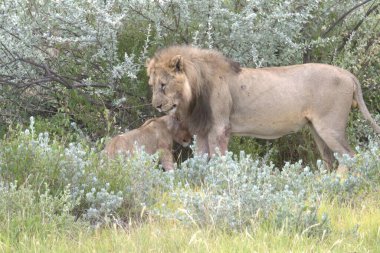 Vahşi hayvanlar, seçici odaklanma