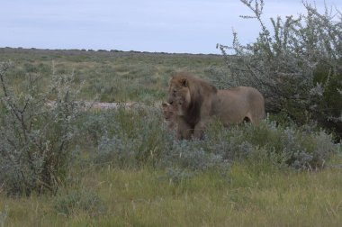 a beautiful shot of the young elephant