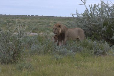 Savannah, Afrika 'daki vahşi Afrika aslanı.