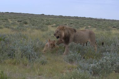 Orta Doğu 'daki Kenya bozkırında vahşi bir aslan.