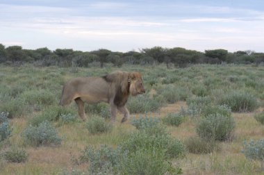 Kenya savanındaki aslan