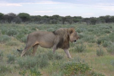 Kenya savanındaki aslanlar