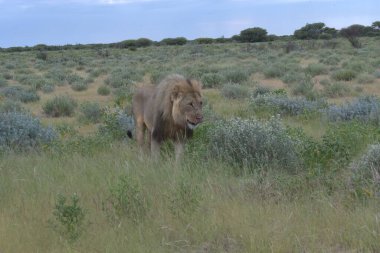 Kenya bozkırında vahşi bir aslan