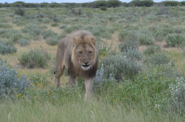 Vahşi doğada yürüyen bir aslan.