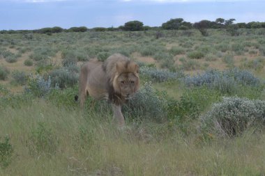 Kenya savanındaki aslan