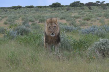 Kenya savanındaki aslan
