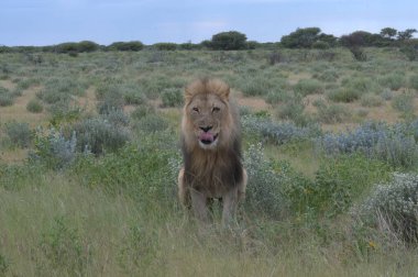 Kenya savanındaki aslanlar