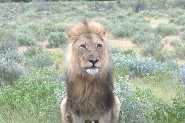 lion walking on dry grass