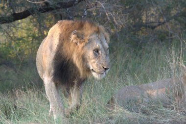 Güney Afrika 'daki Kruger Ulusal Parkı' nda aslan var.