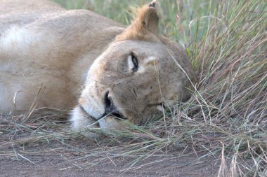 Güney Afrika 'daki Kruger Ulusal Parkı' nda çimlerin üzerinde yatan aslan.