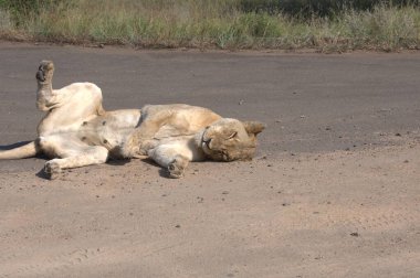 Kruger Ulusal Parkı 'ndaki Afrika aslanı.