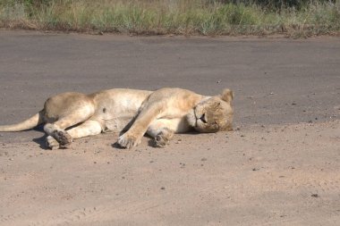 lion laying in the dry grass