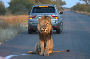 Afrika aslanı yolda yürüyor, Kruger Parkı, Güney Afrika