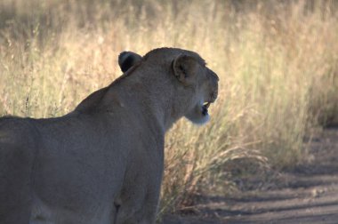 Botswana 'daki Chobe Ulusal Parkı' nda çimlerin üzerinde bir Afrika aslanının güzel bir resmi.