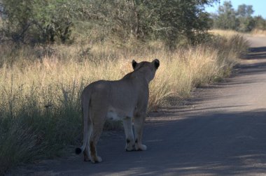 Yolun ortasında bir aslanın güzel bir görüntüsü.