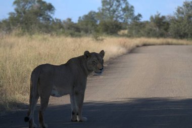Güney Afrika 'daki Kruger Ulusal Parkı' nda aslan var..