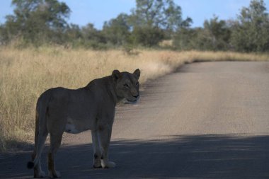 Güney Afrika 'daki Kruger Ulusal Parkı' nda aslan var.