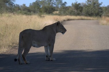 Güney Afrika 'daki Kruger Ulusal Parkı' nda aslan var.