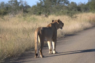 Aslan (panthera leo) Kenya savanasının ortasında savanda yürüyordu.