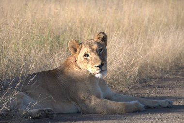 Güney Afrika 'daki Kruger Ulusal Parkı' nda bir aslan var..