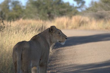 Aslan (panthera leo) savanada yolda yürüyor.
