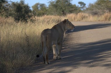 Aslan yolda yürüyor.