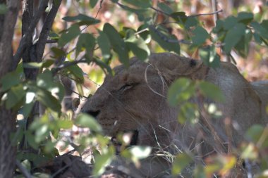 Afrika savanındaki aslanlar