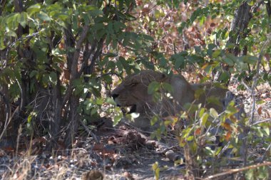 Kenya savanındaki aslan