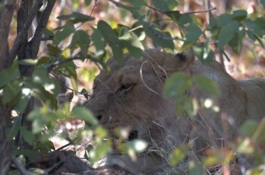 Kenya savanındaki aslan