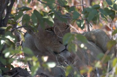 Afrika savanasında bir aslan.