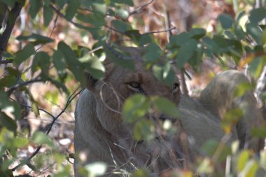 Ormandaki şirin bir aslanın yakın plan fotoğrafı.