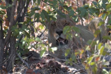 Aslan yavrusu çalılıkta, Kruger Ulusal Parkı, Güney Afrika