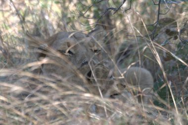 Çimlerdeki aslan, panthera leo