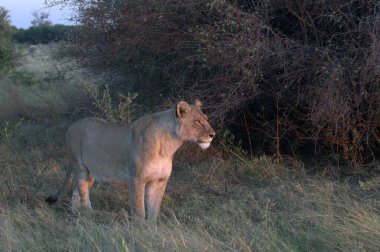 Savannah dişi aslan