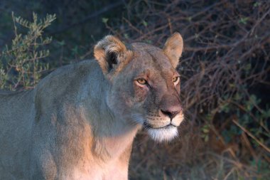 Bir aslan (panthera leo), Panthera leo, Güney Afrika, Güney Afrika.