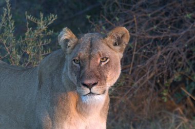 Kenya savanındaki aslan