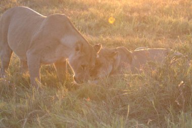 Vahşi doğada dişi aslan.