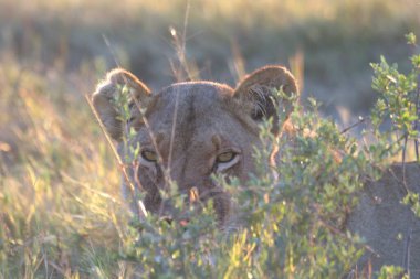 Çimlerde dişi aslan.