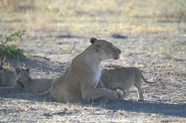 Afrika 'nın bozkırında genç bir aslan ve aslan