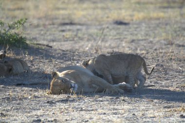 Kenya savanasında bir grup aslan.