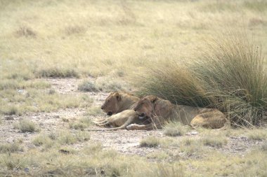 Savannah dişi aslan