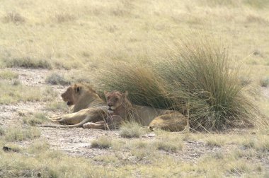 Çimenlerdeki aslanlar.