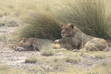 Afrika savanındaki aslanlar