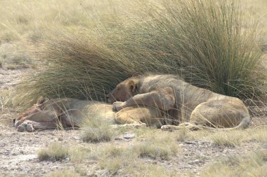 Savanada dinlenen aslanlar