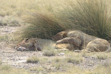Vahşi doğada dişi aslan.