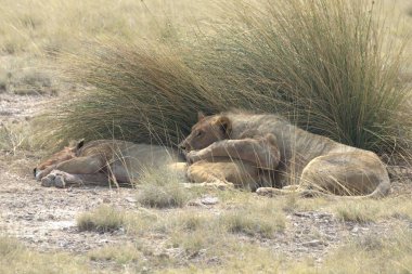Aslan çimenlerde yatıyor.