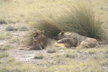 Savanadaki aslanlar, Kenya